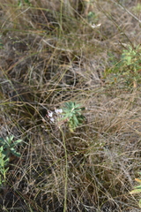 Allium inaequale