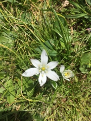 Ornithogalum umbellatum