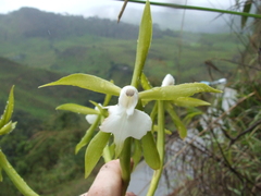 Epidendrum lacustre