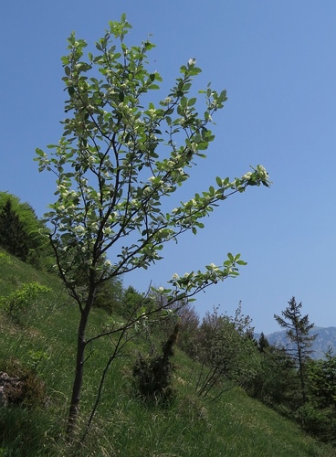 Whitebeam