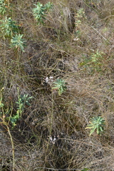 Allium inaequale