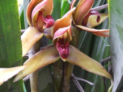 Maxillaria nasuta, photograph 2