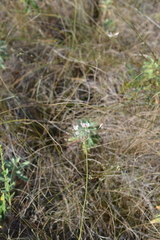 Allium inaequale