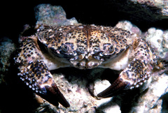 Zosimus hawaiiensis