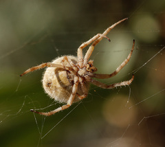 Backobourkia brouni