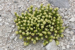 Galium magellense