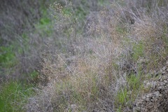 Benitoa occidentalis