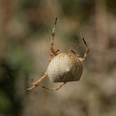 Backobourkia brouni