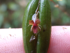 Lepanthes mucronata