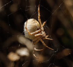 Backobourkia brouni