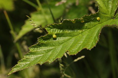 Dasineura ulmaria