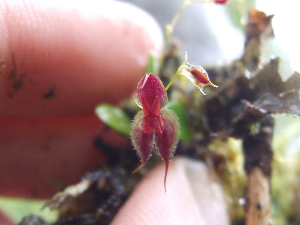 Lepanthes avicularia