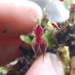 Lepanthes avicularia - Photo (c) thibaudaronson, some rights reserved (CC BY-SA), uploaded by thibaudaronson