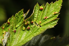 Dasineura ulmaria