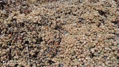 Paronychia andina