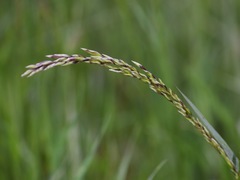 Melica imperfecta