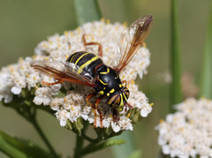 Spilomyia diophthalma