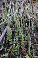 Cladonia cornuta