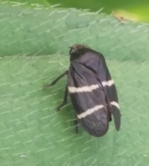 Aeneolamia albofasciata