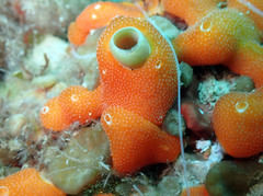 Didemnum pseudofulgens