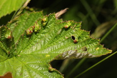 Dasineura ulmaria