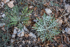 Leuzea conifera