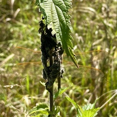 Aeshna grandis