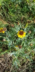 Helianthus ciliaris