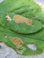 Callisto denticulella