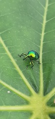 Eurhinus