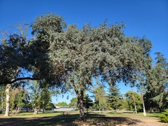 Quercus douglasii