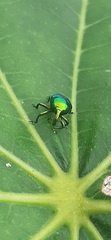 Eurhinus