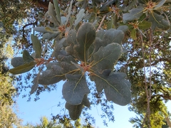 Quercus douglasii
