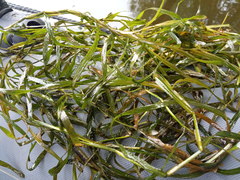 Potamogeton compressus