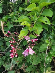 Fridericia floribunda