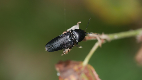 Attenuated Click Beetle photo 5