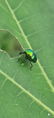 Eurhinus