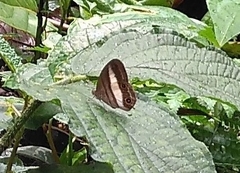 Euptychoides nossis