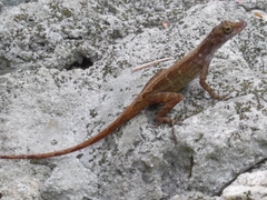 Anolis concolor