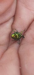 Eurhinus