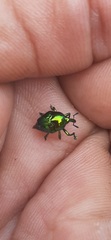 Eurhinus