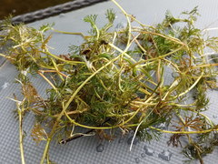 Ranunculus circinatus