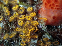 Pycnoclavella aurilucens