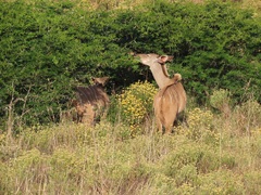 Vachellia kosiensis