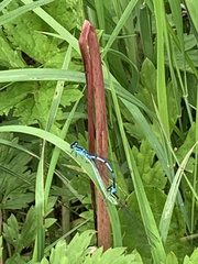 Coenagrion puella