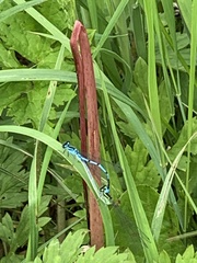 Coenagrion puella