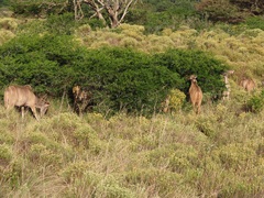 Vachellia kosiensis