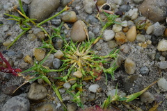 Sporobolus aculeatus