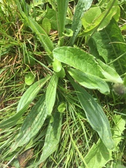 Plantago lanceolata