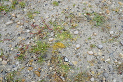 Sporobolus aculeatus